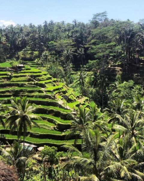 Monkey Forest, Rice Terrace and Local Night Market - The Sum Up