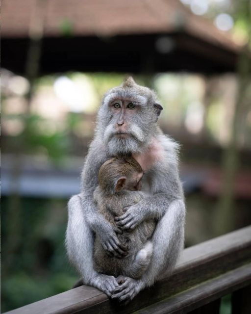 Monkey Forest, Swing, Rice Terrace & Water Temple Tour - Tegalalang Rice Terrace: Green Paradise