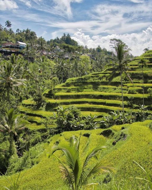 Monkey Forest, Swing, Rice Terrace & Water Temple Tour - Common Questions