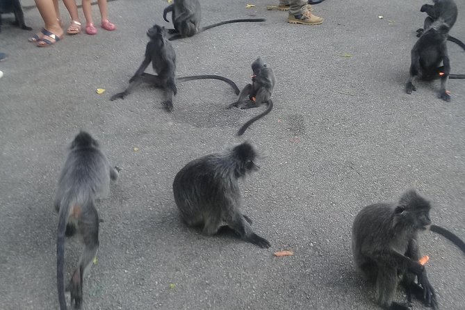 Monkey Hill, Eagle &Firefly Tour+Free Batu Caves Visit. - Pricing Details