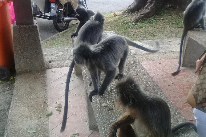 Monkey Hill, Eagle &Firefly Tour+Free Batu Caves Visit. - Pickup Information