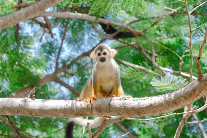 Monkey House VIP Experience with 4 species of monkeys, Punta Cana - Authentic Insights from Reviewers