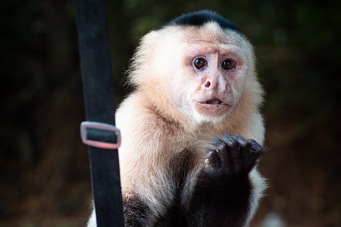 Monkey Island Private Tour on Gatun Lake - Boating Experience on Gatun Lake