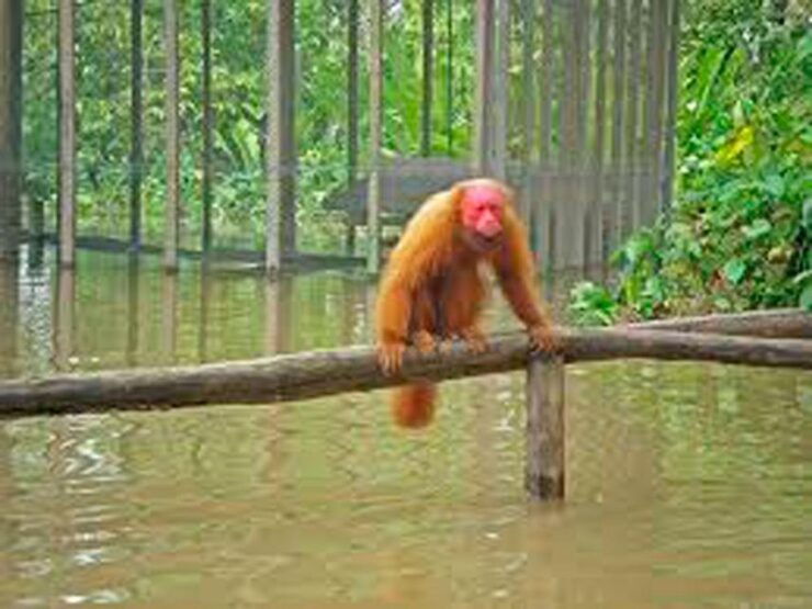 Monkey Island Private Tour - Tour Duration