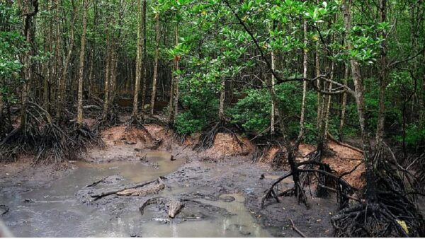Monkey Island + Vam Sat Mangrove Forest 1 Day - Tips for Visitors