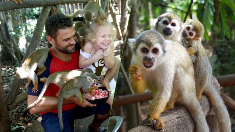 Monkey jungle tour + Transportation from cruise/hotel - Good To Know