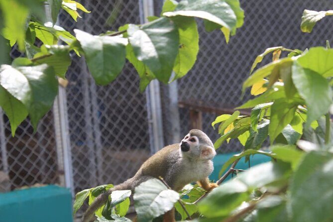 Monkey Magic and City Views in Puerto Plata - FAQ