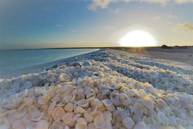 Monkey Mia Dolphins & Shark Bay Air Tour From Perth - Included Experiences
