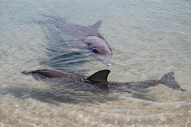 Monkey Mia Dolphins & Shark Bay Air Tour From Perth - Cancellation Policy
