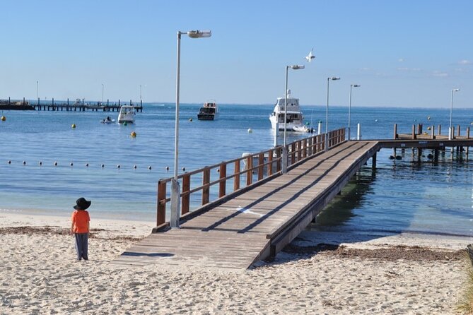 Monkey Mia Dolphins & Shark Bay Air Tour From Perth - Monkey Mia Dolphin Interaction