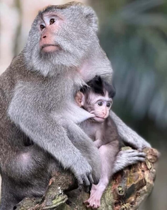 Monkey River, Ubud Market, Waterfall and Art Village - Transportation and Group Experience