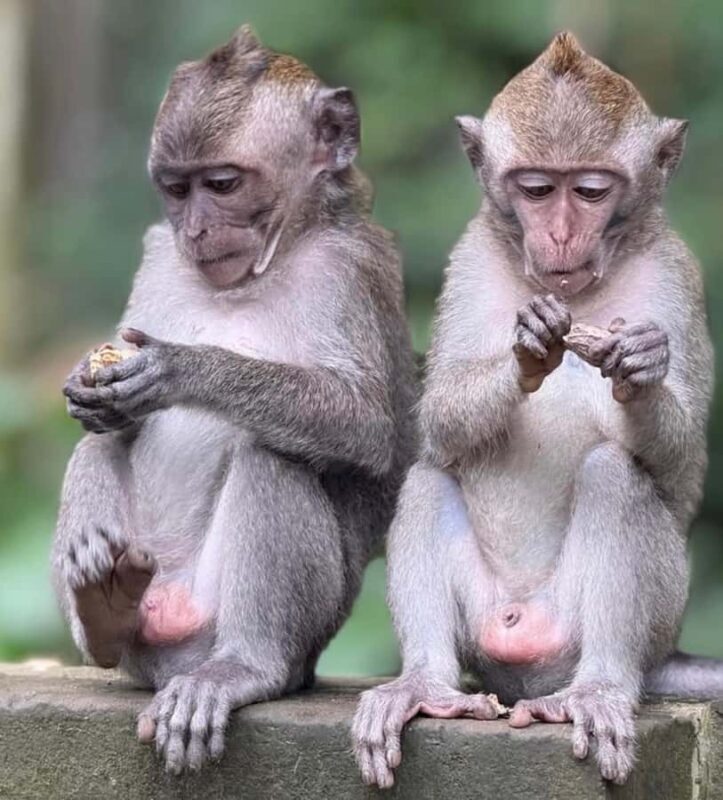 Monkey River, Ubud Market, Waterfall and Art Village - Final Thoughts: Who Will Love This Tour?