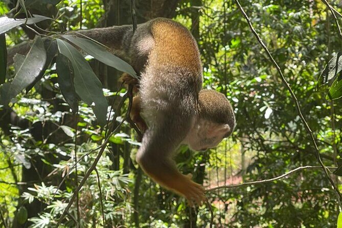 Monkey tour from Amber cove Y Taino bay Puerto Plata - Good To Know  