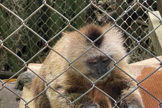 Monkey tour from Amber cove Y Taino bay Puerto Plata - Who Should Consider This Tour?  