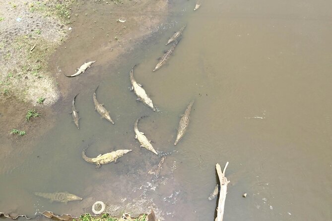 Monkey Tour From Jaco and Crocodile Bridge With Typical Breakfast - Tour Highlights
