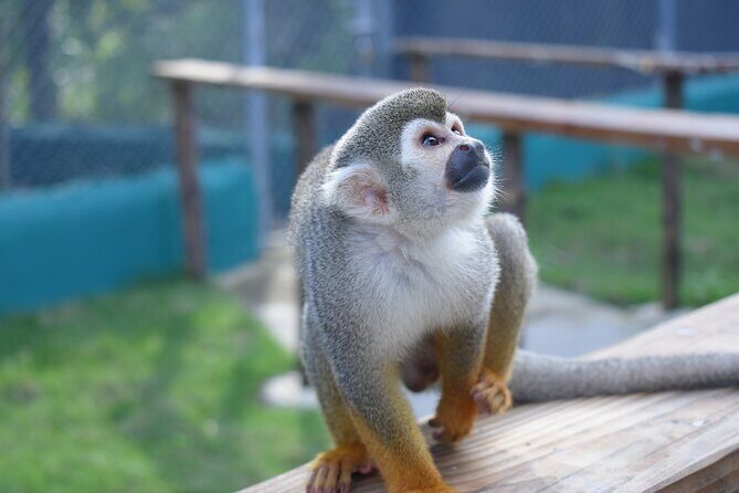 Monkey Tour Interaction and waterfalls excursion in Puerto Plata - The Sum Up