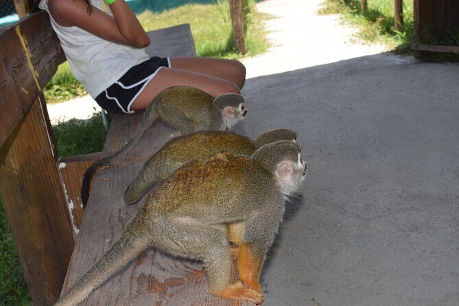 Monkey Tour Interaction and waterfalls excursion in Puerto Plata - FAQ