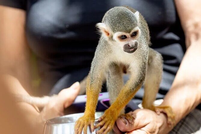 Monkeyhouse Adventure: A Family Day of Fun & Nature - What to Expect from the Monkeyhouse Adventure