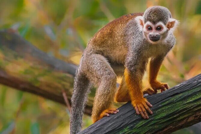 Monkeyhouse Adventure: A Family Day of Fun & Nature - Frequently Asked Questions