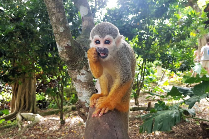 Monkeyland and Plantation Safari From La Romana - Common Questions