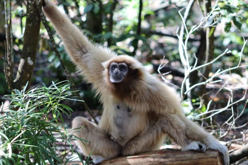 Monkeyland, Birds of Eden, Jukani - Animal Sanctuaries - Good To Know