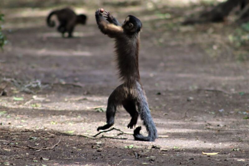 Monkeyland, Birds of Eden, Jukani - Animal Sanctuaries - What to Bring and Consider