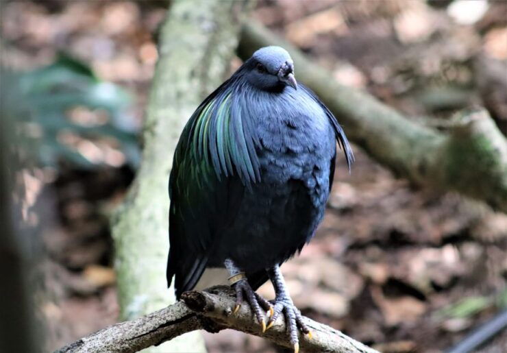 Monkeyland, Birds of Eden, Jukani - Animal Sanctuaries - Sanctuaries Overview