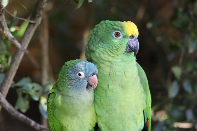 Monkeyland, Birds of Eden, Jukani - Animal Sanctuaries - Reviews and Ratings