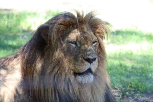 Monkeyland, Birds of Eden, Jukani - Animal Sanctuaries - Pricing