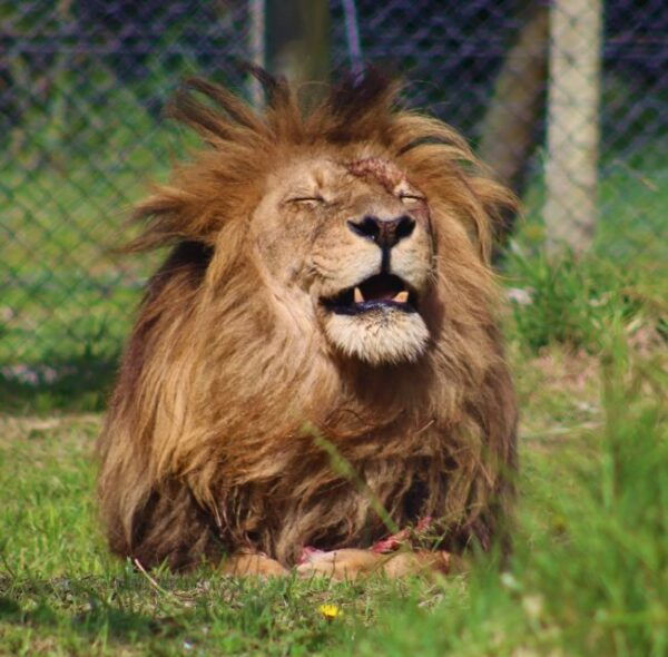 Monkeyland, Birds of Eden, Jukani - Animal Sanctuaries - Accessibility