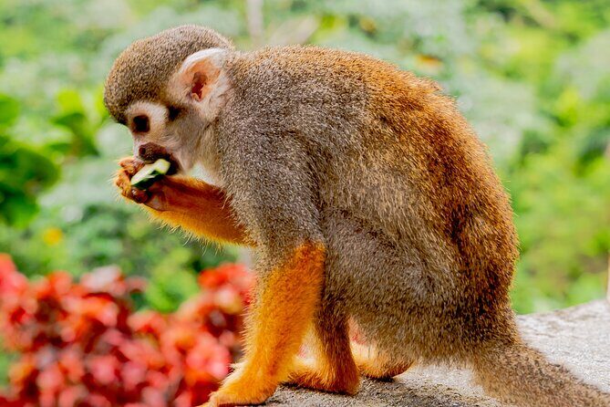 Monkeyland Samana Shared Adventure - Good To Know