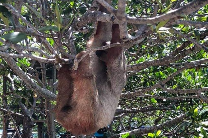 Monkeys and Sloths Hangout in Roatan, Honduras (Feb ) - Inclusions