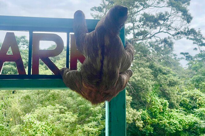 Monkeys and sloths, private tour , and beach - Analyzing the Tour Experience