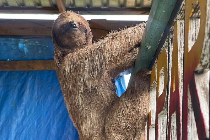 Monkeys and sloths, private tour , and beach - The Sum Up
