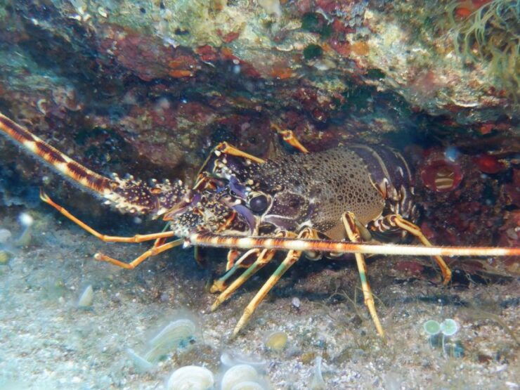 Mononaftis: Certified Scuba Diving - Activity Details