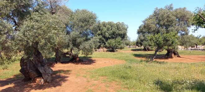 Monopoli Countryside Bike Tour - Inclusions and Amenities