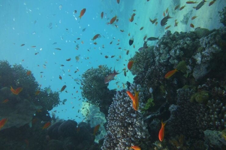 Monopoly: Scuba Diving in Cala Incina and Porto Alga - Activity Details