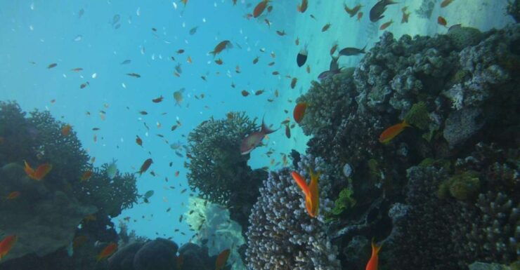 Monopoly: Snorkeling Tour in Cala Incina or Porto Alga - Pricing and Duration Details