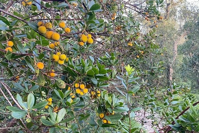 Monsanto Hike Between Strawberry Trees - Trail Overview