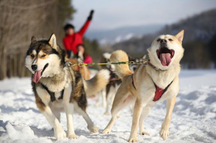 Mont-Tremblant: Dogsledding Experience - Booking and Reservation Details