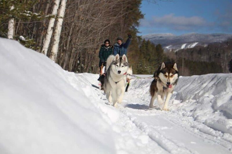 Mont-Tremblant: Dogsledding Nordic Adventure - What Makes This Dogsledding Tour Stand Out?