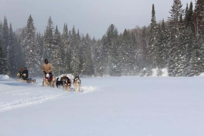 Mont-Tremblant: Dogsledding Nordic Adventure - Who Will Love This Dogsledding Tour?