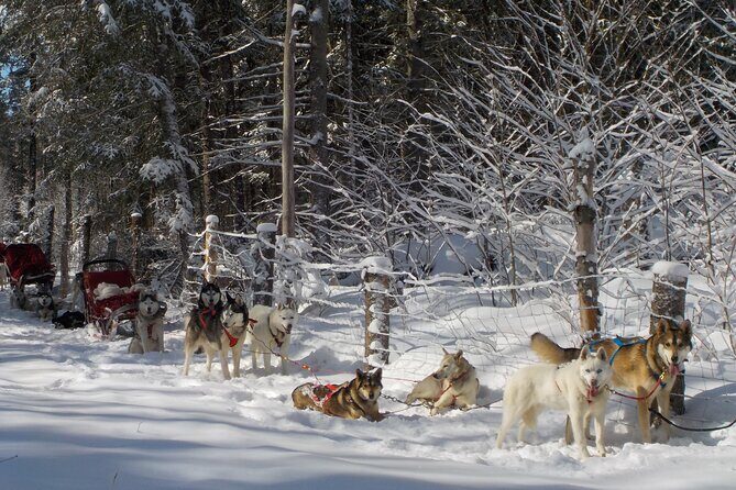 Mont Tremblant Dogsledding Valley Adventure - Exploring the Details of the Dogsledding Valley Adventure