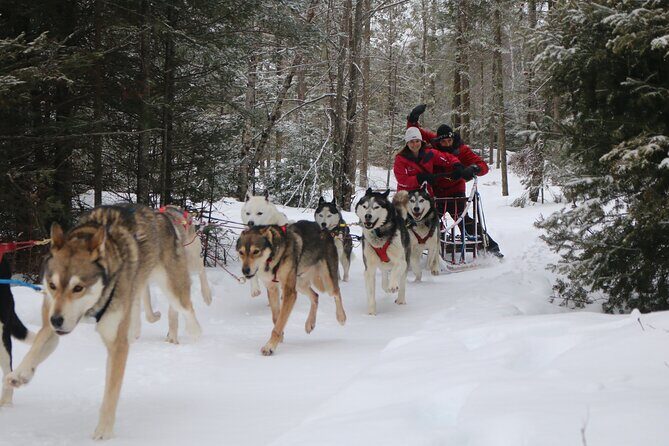 Mont Tremblant Dogsledding Valley Adventure - Who Will Love This Experience?