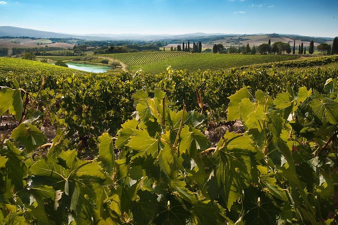 Montalcino and Montepulciano Wine Tour From Siena - Background Information