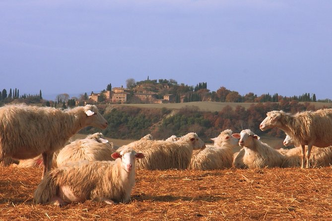 Montalcino and Pienza Tuscany Wine&Cheese Full Day From Rome - Good To Know