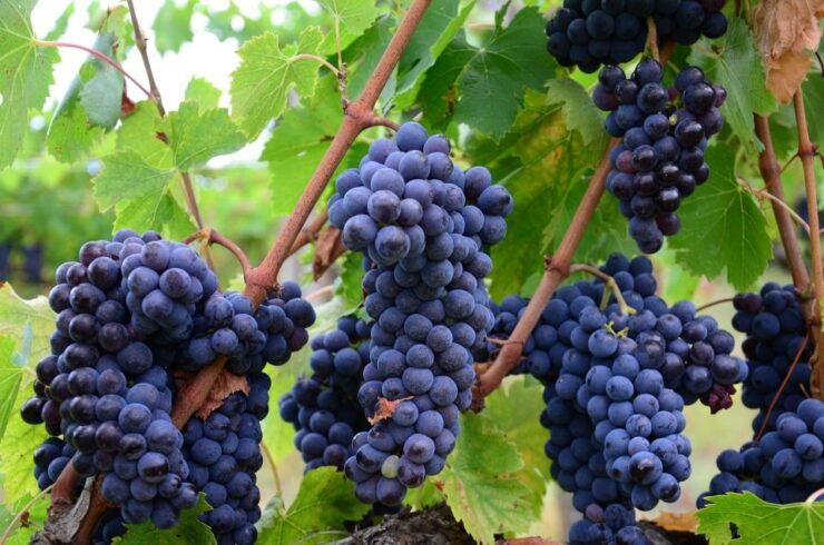 Montalcino: Brunello Wine Tasting Experience - Activity Details