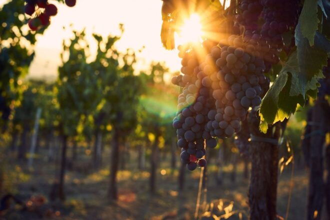 Montalcino: Brunello Wine Tasting & Lunch in a Tuscan Castle - Wine Tasting With a Professional Sommelier