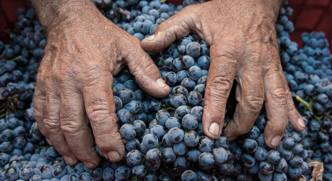 Montalcino: Brunello Wine Tasting & Lunch in a Tuscan Castle - Delicious Tuscan Lunch