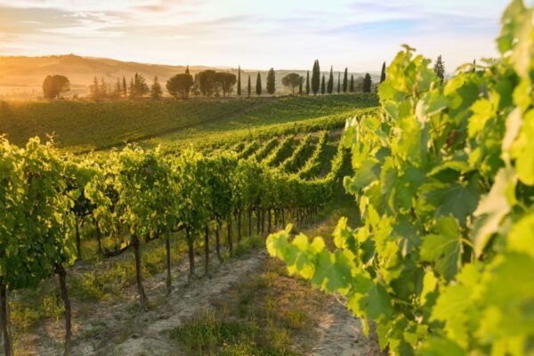 Montalcino: Brunello Wine Tasting & Lunch in a Tuscan Castle - Customer Reviews and Ratings
